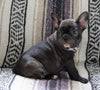 CKC Registered French Bulldog For Sale Millersburg, OH Female- Nancy