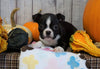 AKC Registered Boston Terrier For Sale Warsaw, OH Female- Ginger