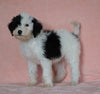 F1B Sheepadoodle For Sale Baltic, OH Male- Prince -CHECK OUT OUR VIDEO-