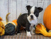 AKC Registered Boston Terrier For Sale Warsaw, OH Male- Rocky