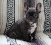 CKC Registered French Bulldog For Sale Millersburg, OH Female- Nancy