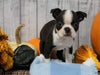 AKC Registered Boston Terrier For Sale Warsaw, OH Male- Rocky
