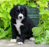 Standard Bernedoodle For Sale Shreve, OH Female- Mia