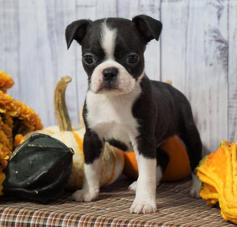AKC Registered Boston Terrier For Sale Warsaw, OH Female- Cinnamon