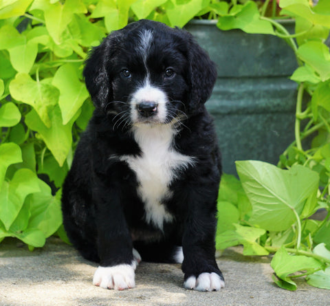 Standard Bernedoodle For Sale Shreve, OH Female- Mia