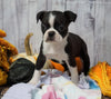 AKC Registered Boston Terrier For Sale Warsaw, OH Female- Cinnamon