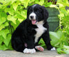 Standard Bernedoodle For Sale Shreve, OH Female- Mia