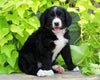 Standard Bernedoodle For Sale Shreve, OH Female- Mia