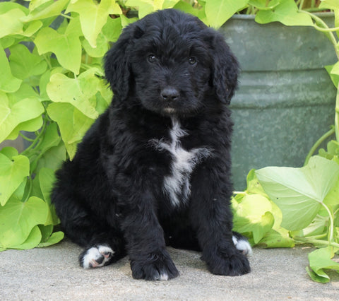 Standard Bernedoodle For Sale Shreve, OH Male- Smokey