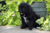 Standard Bernedoodle For Sale Shreve, OH Male- Smokey