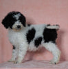 F1B Sheepadoodle For Sale Baltic, OH Female-Tiffany -CHECK OUT OUR VIDEO-