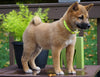 AKC Registered Shiba Inu For Sale Dundee, OH Male- Micky