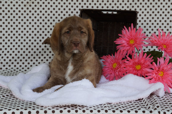 Labradoodle Puppy For Sale Fredericksburg, OH Female Abby