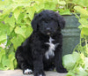 Standard Bernedoodle For Sale Shreve, OH Male- Smokey