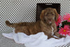 Labradoodle Puppy For Sale Fredericksburg, OH Female Abby