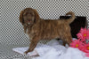 Labradoodle Puppy For Sale Fredericksburg, OH Female Abby