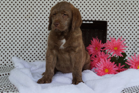 Labradoodle Puppy For Sale Fredericksburg OH Male Adam