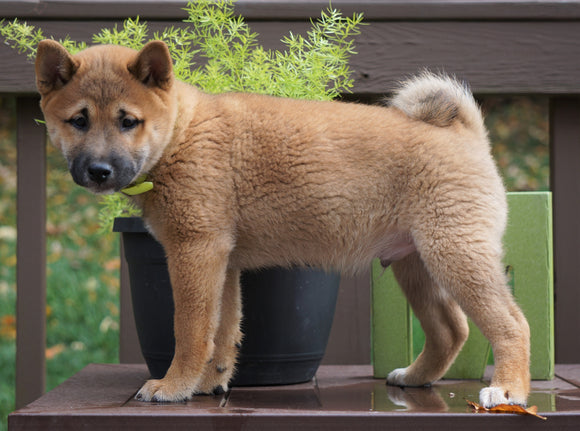 AKC Registered Shiba Inu For Sale Dundee, OH Male- Micky
