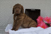 Labradoodle Puppy For Sale Fredericksburg OH Male Adam