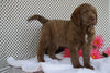 Labradoodle Puppy For Sale Fredericksburg OH Male Adam