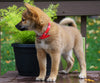 AKC Registered Shiba Inu For Sale Dundee, OH Female- Molly