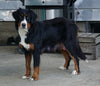 Standard Bernedoodle For Sale Shreve, OH Female- Roxy