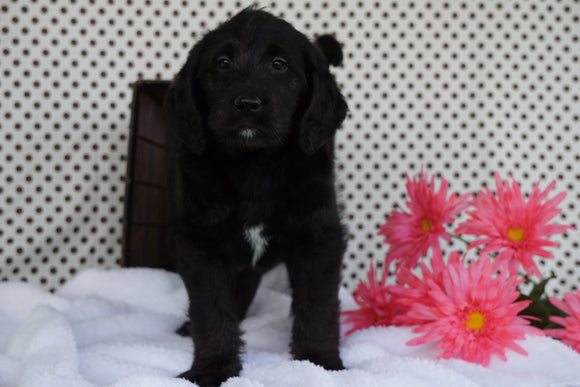 Labradoodle Puppy For Sale Fredericksburg OH Male Alex