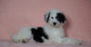 F1B Sheepadoodle For Sale Baltic, OH Female- Rita -CHECK OUT OUR VIDEO-