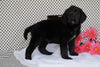 Labradoodle Puppy For Sale Fredericksburg OH Male Alex