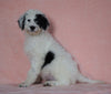 F1B Sheepadoodle For Sale Baltic, OH Female- Rita -CHECK OUT OUR VIDEO-