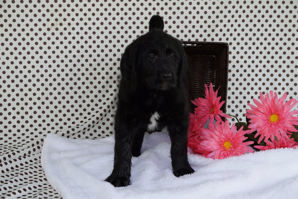 Labradoodle Puppy For Sale Fredericksburg OH Female Alexis