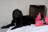 Labradoodle Puppy For Sale Fredericksburg OH Female Alexis