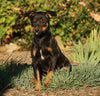 Mini Pinscher For Sale Fredericksburg, OH Male- Ranger