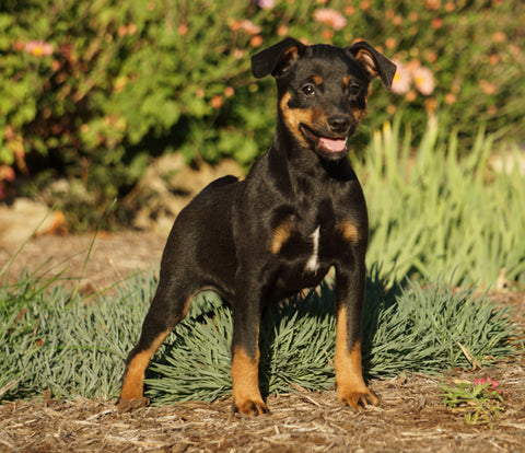 Mini Pinscher For Sale Fredericksburg, OH Male- Ranger