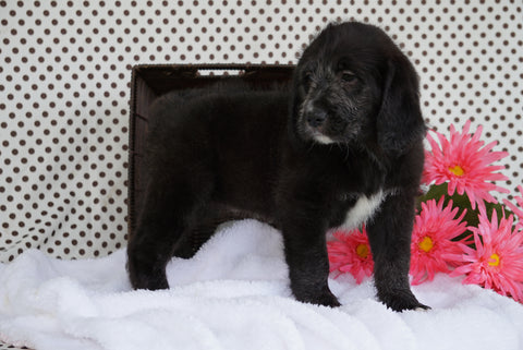 Labradoodle Puppy For Sale Fredericksburg OH Female Addison