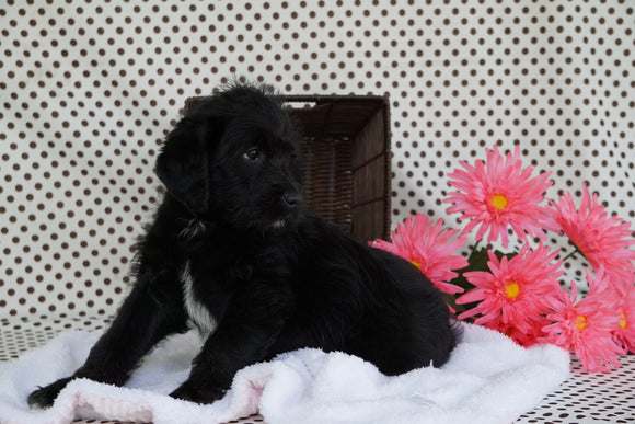 Labradodle For Sale Fredericksburg OH Male CeeCee