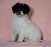 F1B Sheepadoodle For Sale Baltic, OH Male- Bingo -CHECK OUT OUR VIDEO-