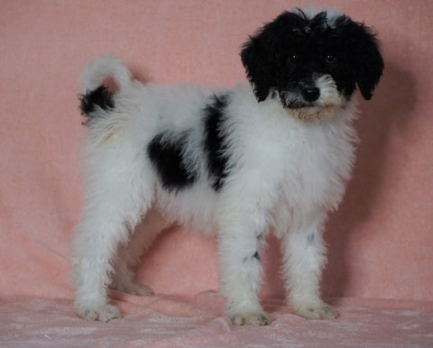 F1B Sheepadoodle For Sale Baltic, OH Male- Bingo -CHECK OUT OUR VIDEO-