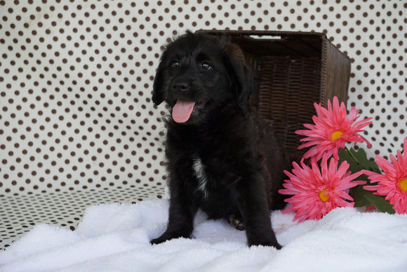 Labradoodle For Sale Fredericksburg OH Female Charlotte