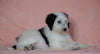 F1B Sheepadoodle For Sale Baltic, OH Female- Ariel -CHECK OUT OUR VIDEO-