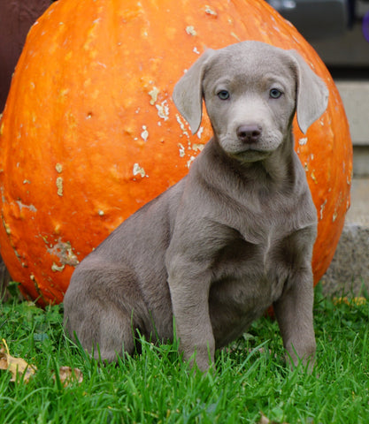AKC Registered Silver Labrador Retriever Puppy For Sale Sugarcreek, OH Male- Murphy