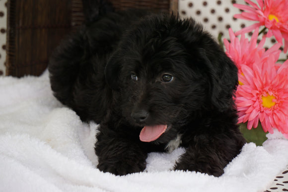 Labradoodle For Sale Fredericksburg OH Female Cindy