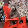 AKC Registered Silver Labrador Retriever Puppy For Sale Sugarcreek, OH Male- Murphy