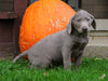 AKC Registered Silver Labrador Retriever Puppy For Sale Sugarcreek, OH Male- Victor