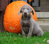 AKC Registered Silver Labrador Retriever Puppy For Sale Sugarcreek, OH Male- Victor