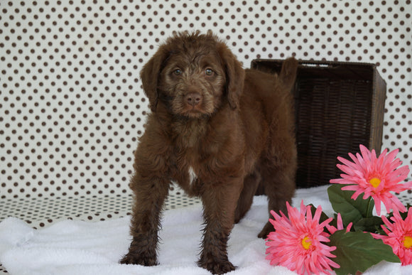 Labradoodle For Sale Fredericksburg OH Male Cliffard