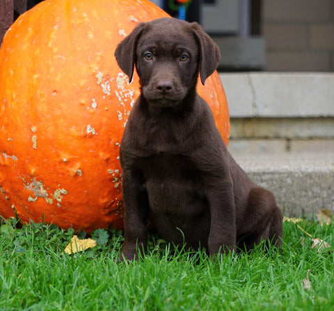 AKC Registered Chocolate Labrador Retriever Puppy For Sale Sugarcreek, OH Male- Sparky