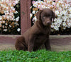 AKC Registered Chocolate Labrador Retriever Puppy For Sale Sugarcreek, OH Male- Sparky
