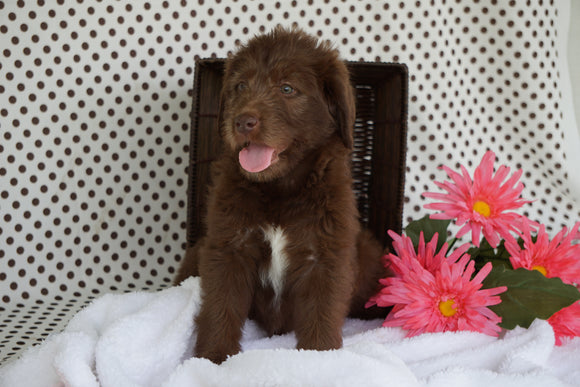 Labradoodle For Sale Fredericksburg OH Male Chris