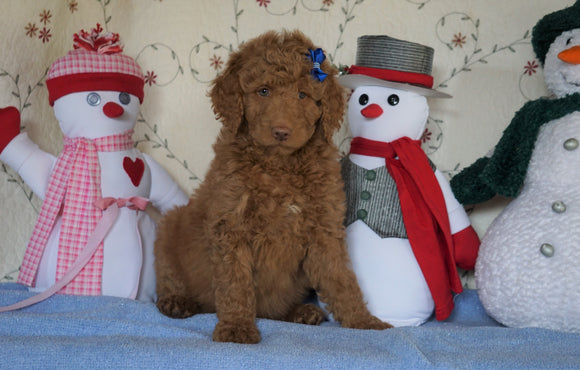 Standard F1B Goldendoodle For Sale Sugarcreek, OH Male- Cute Spot